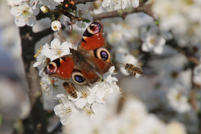 Schmetterling und Bienen