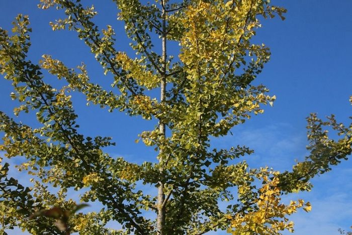 Ginkgo