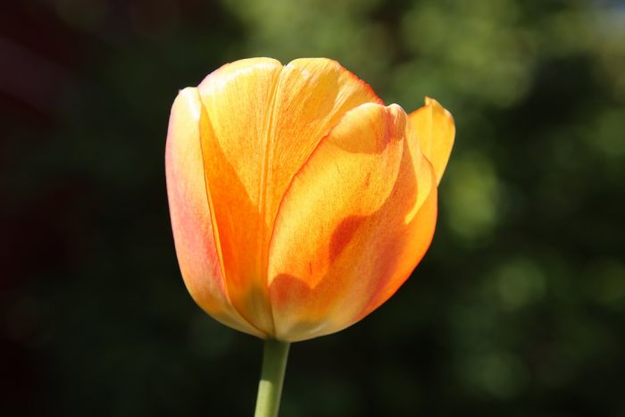 Tulpe