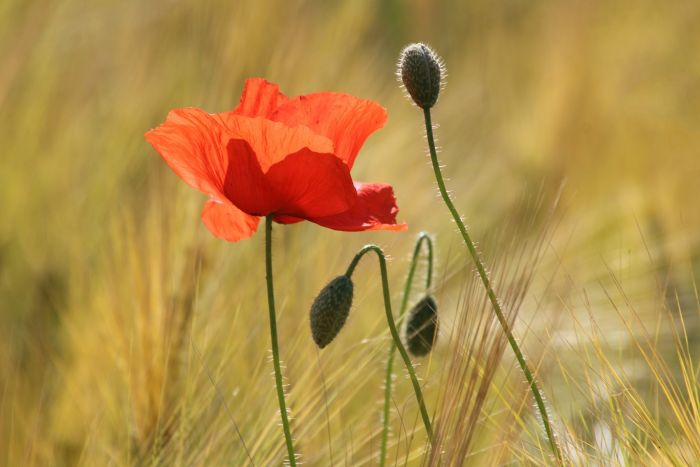 Mohn