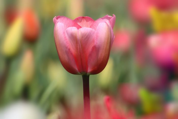 Tulpe