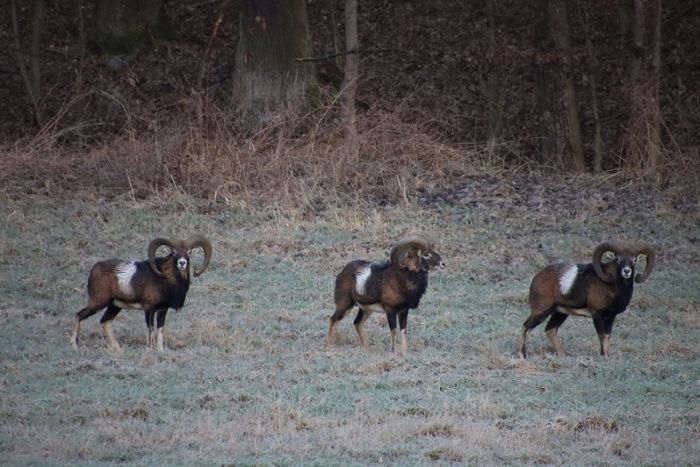 Mufflons
