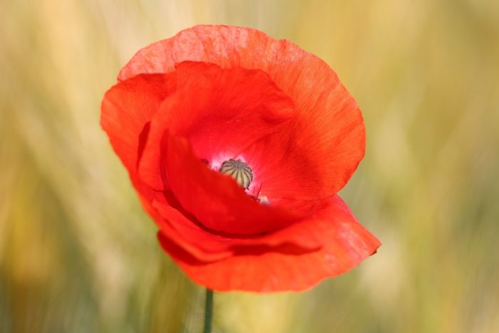 Mohn