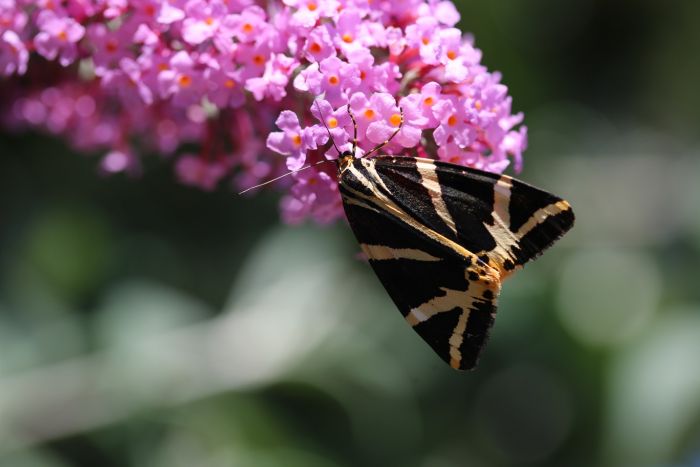 Schmetterling,Russischer BÃ¤r