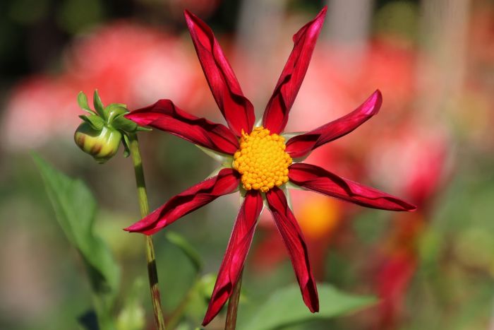 Dahlienknospe und Dahlie