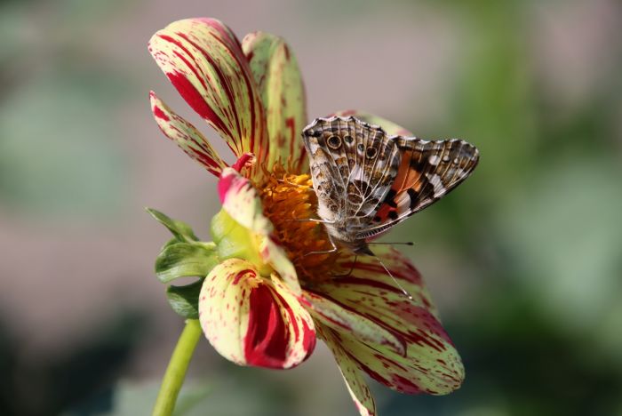 Schmetterling