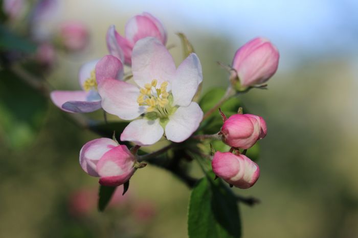 Apfelbaumblueten