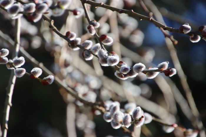 Weidenkätzchen