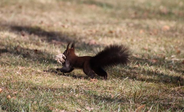Eichhörnchen und Nestmaterial