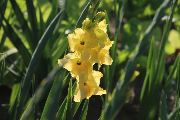 Gladiole