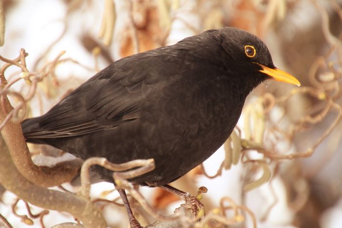 Amsel