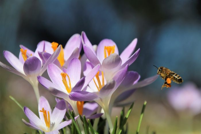 Biene und Krokusse