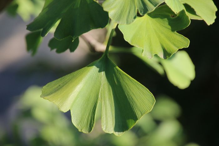 Gingko
