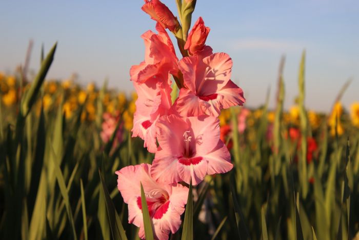 Gladiole