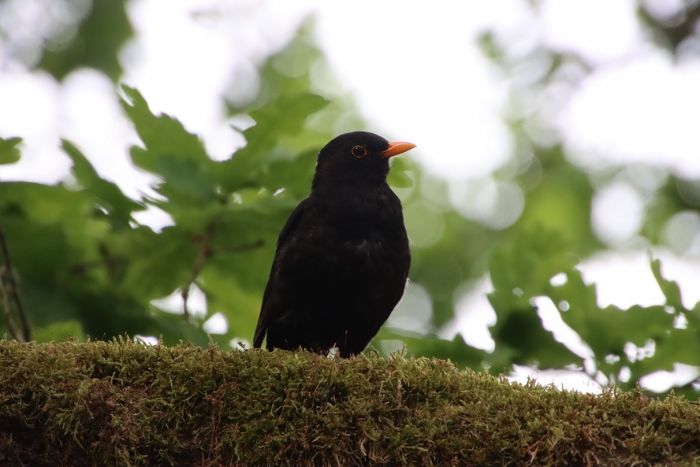 Amsel
