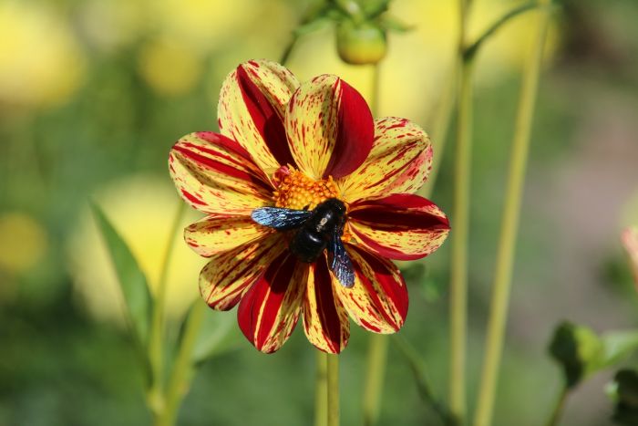 Biene und Dahlie