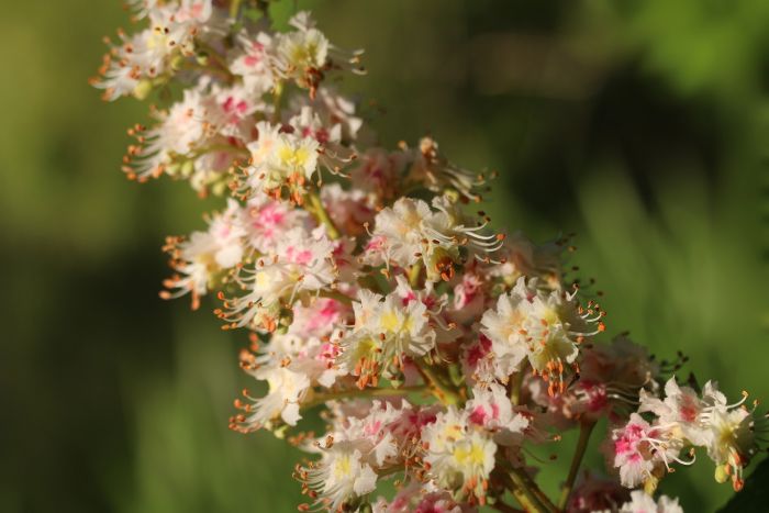 Kastanienblüte