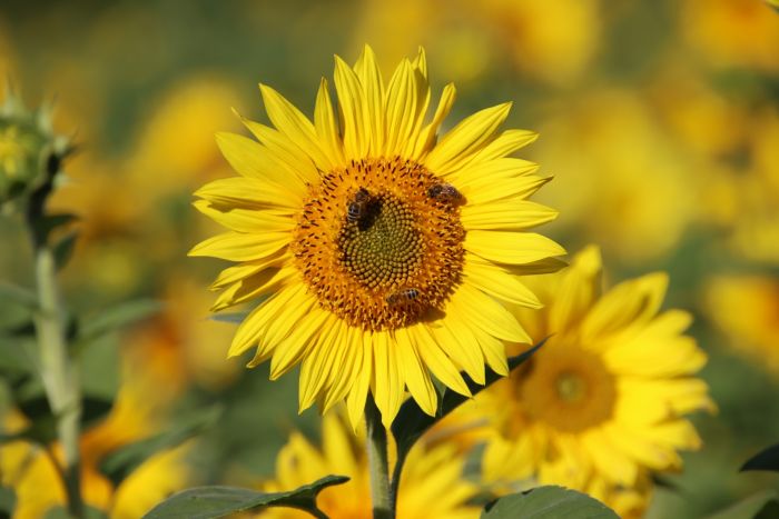 Sonnenblume und Bienen