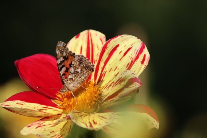 Schmetterling