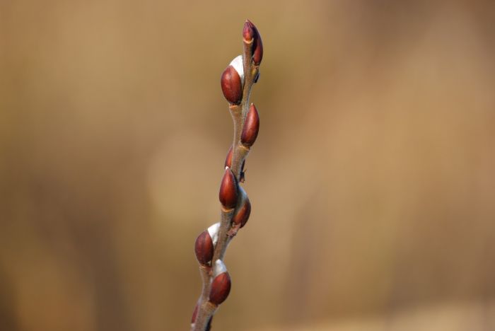 Knospen