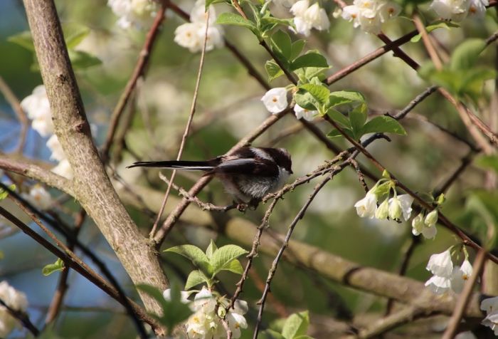 Meise im Schneeglöckchenstrauch