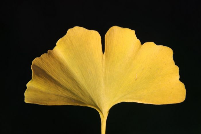 Ginkgo