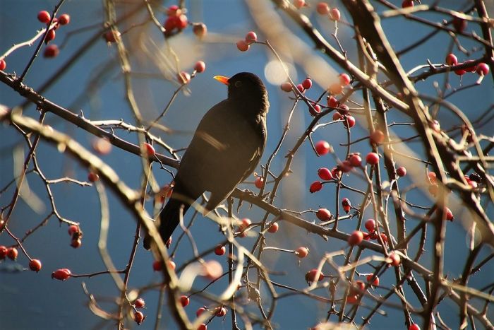 Amsel