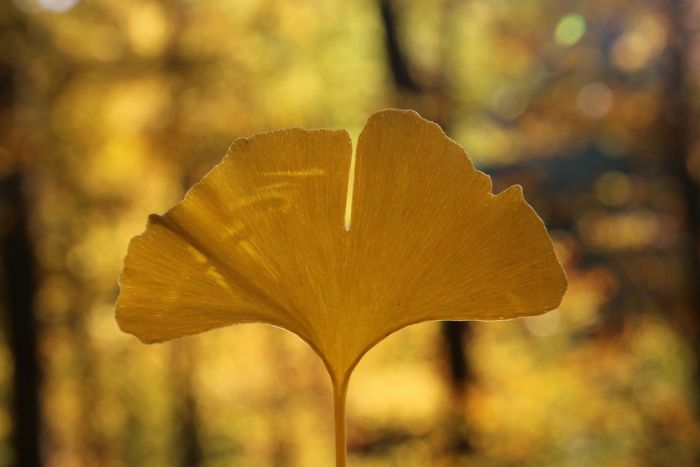 Ginkgo