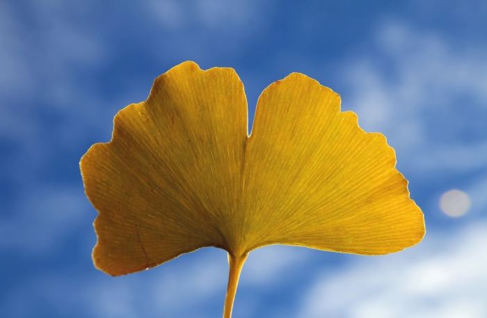 Ginkgo