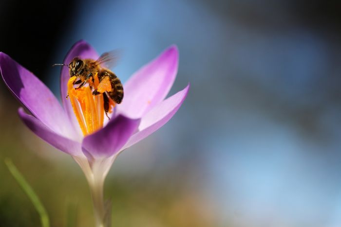 Biene und Krokus