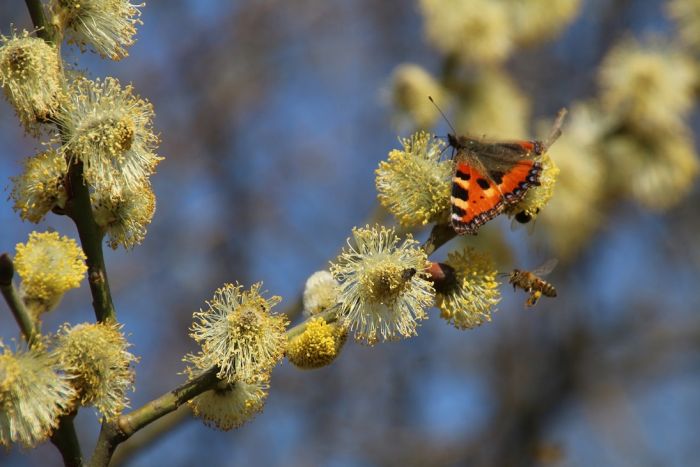 Schmetterling und Bienen