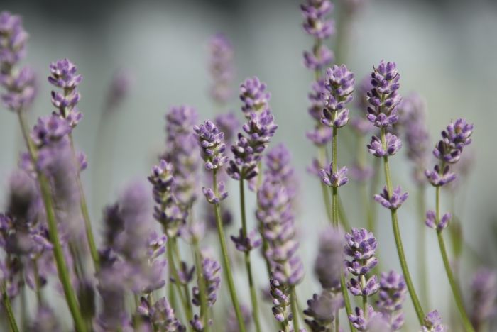 Lavendel