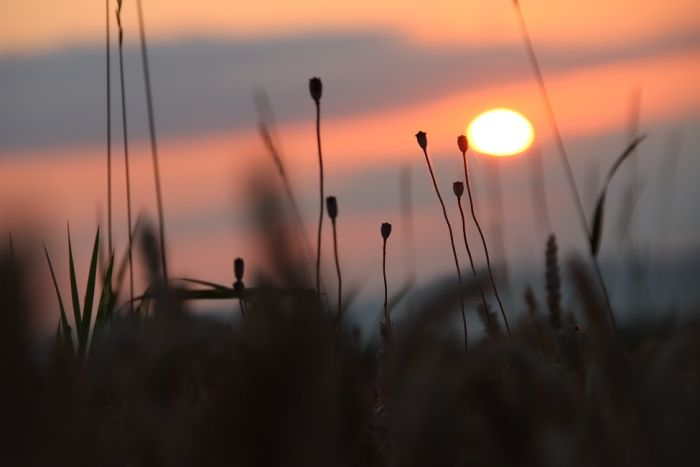 Kornfeld und Mohnblumensamenkapseln