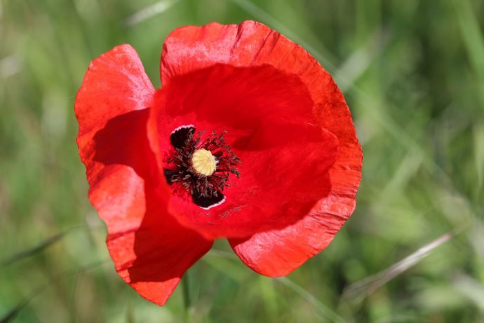 Mohn
