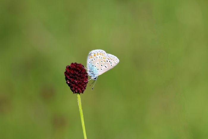 Schmetterling