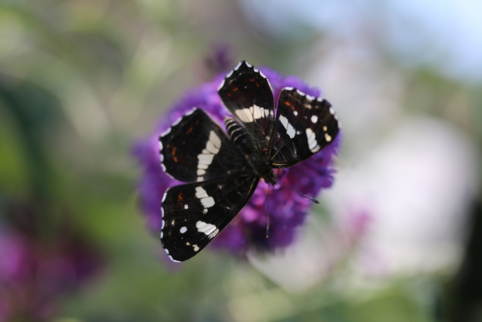 Schmetterling