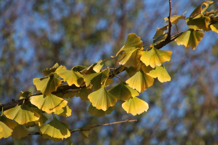 Ginkgo