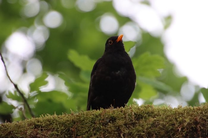 Amsel