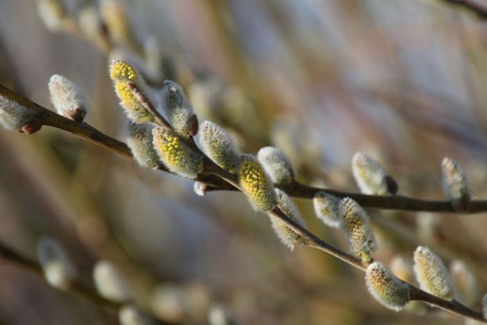 Rotkehlchen im November