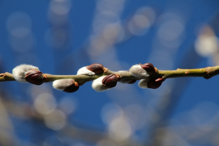 Weidenkätzchen