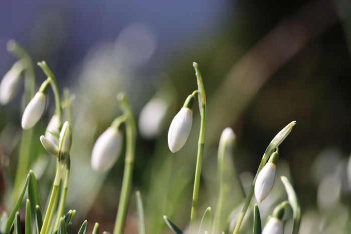 Schneeglöckchen