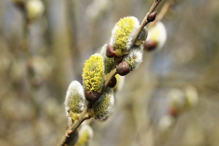 Weidenkätzchen
