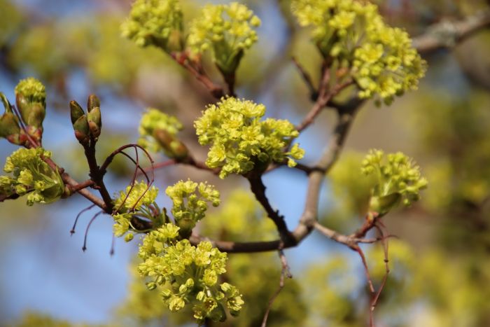 Es grünt so grün ...