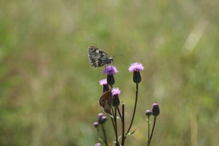Wiese und Schmetterlinge