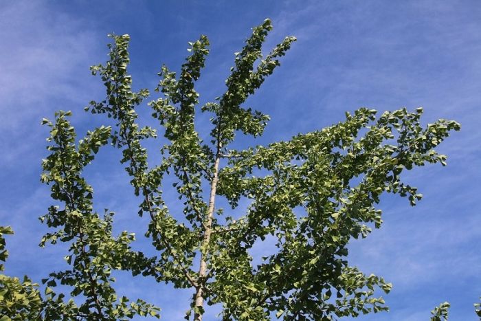 Ginkgo
