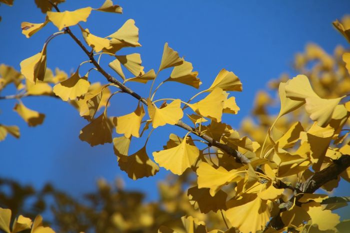 Ginkgo