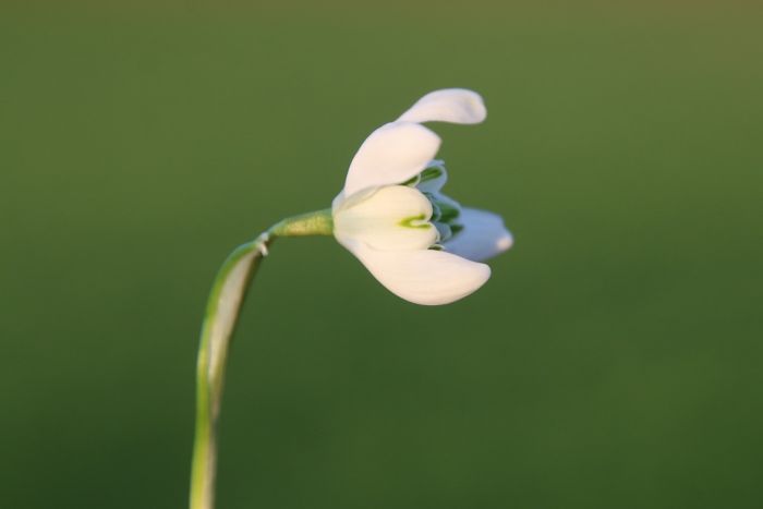 Schneeglöckchen