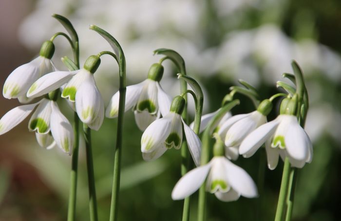 Schneeglöckchen