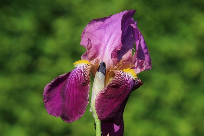 Iris