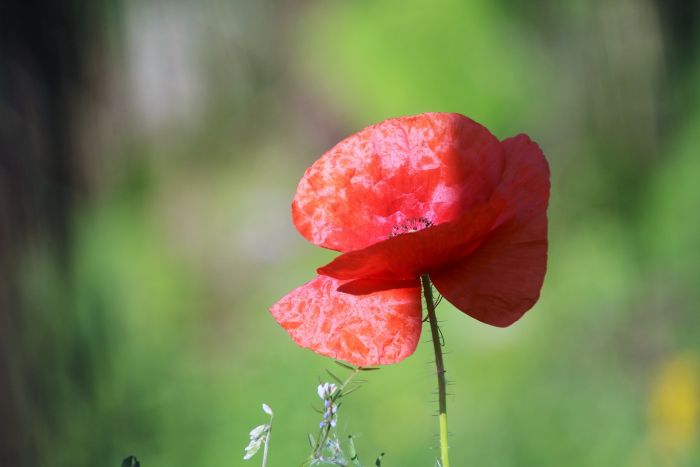 Mohn